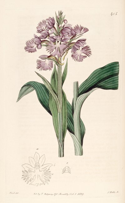 رسم توضيحي لـ Platanthera grandiflora (مثل syn. Habenaria fimbriata) بواسطة J. واتس